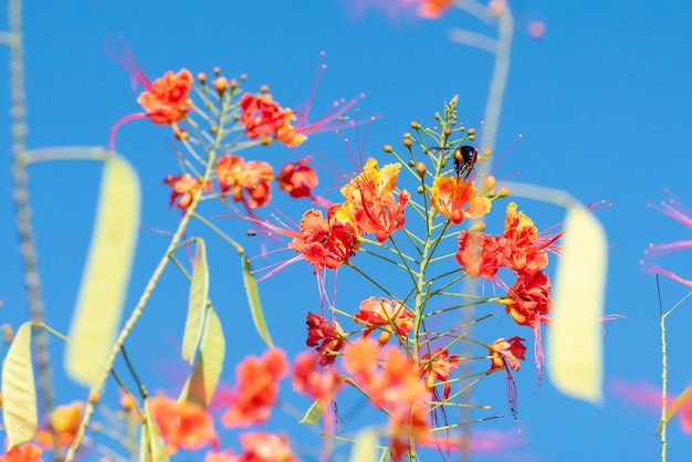 Abelha linda abelha mamangava polinizando lindas flores no verão no Brasil luz natural foco seletivo