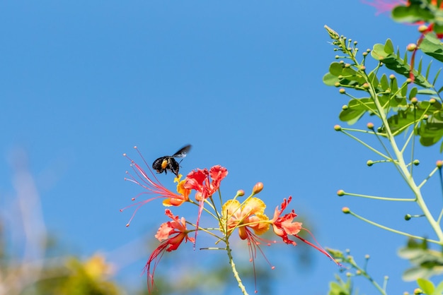 Abelha linda abelha mamangava polinizando lindas flores no verão no Brasil luz natural foco seletivo