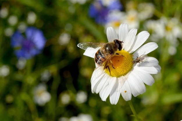 abelha macro coleta néctar de uma flor de margarida no prado
