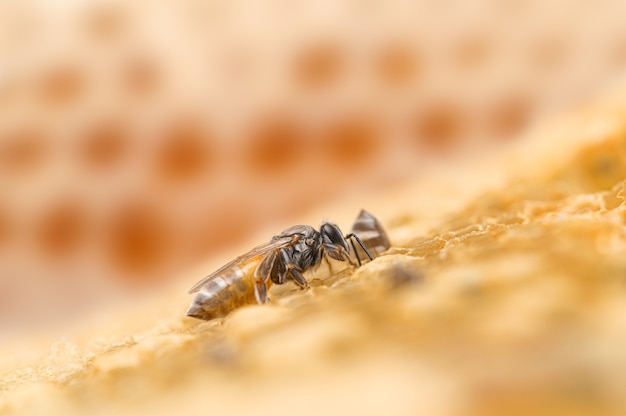 Abelha macro e natureza em favo de mel