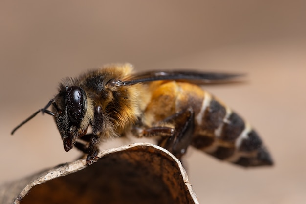 Foto abelha macro na folha