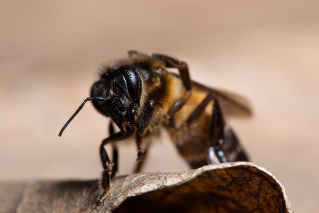 Foto abelha macro na folha