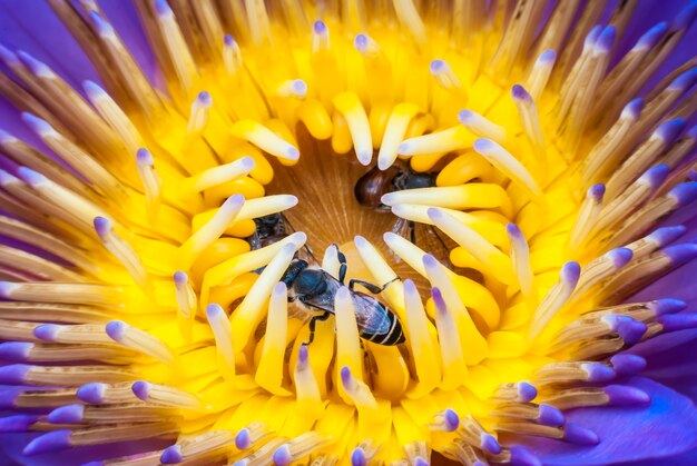 Foto abelha na bela flor de lótus.