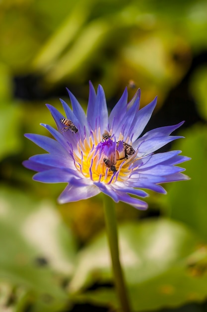 Abelha na bela flor de lótus.