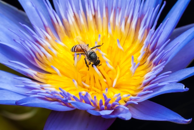 Abelha na bela flor de lótus.