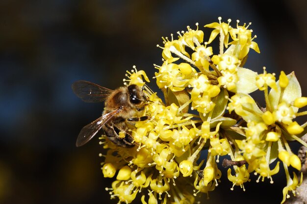 Abelha na flor amarela