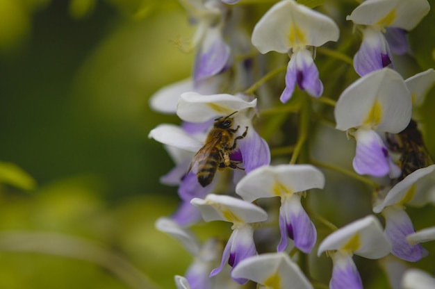 Abelha na flor branca e roxa de perto