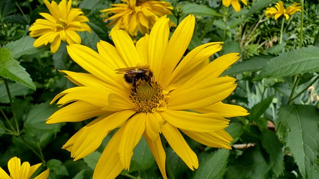 abelha na flor de arnica