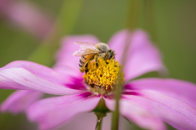 Abelha na flor rosa