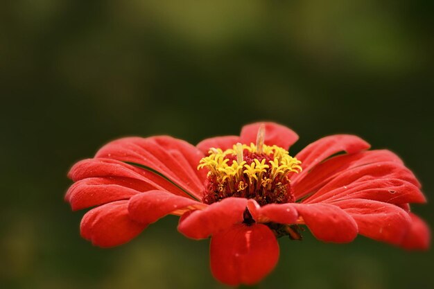 abelha na flor vermelha