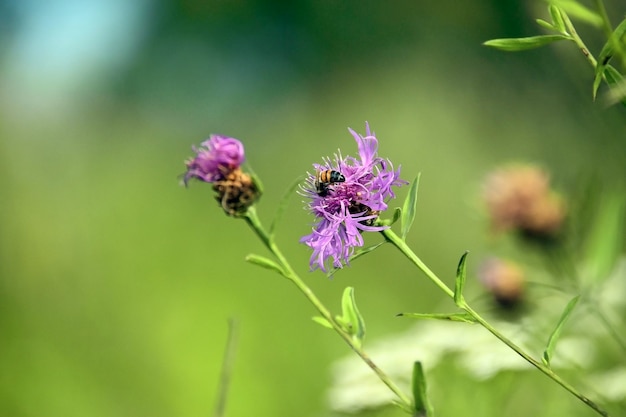 Abelha na flor