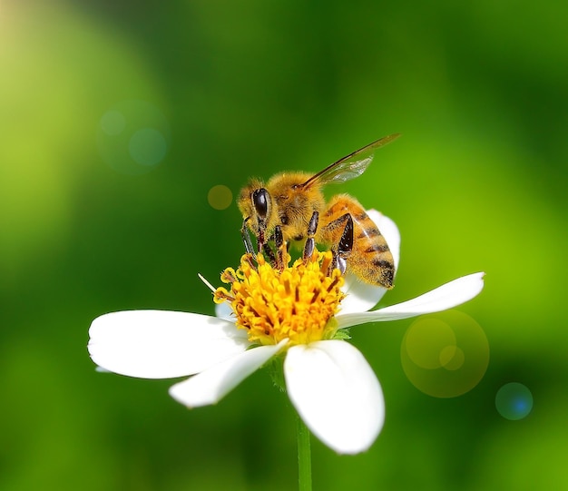 Foto abelha na flor