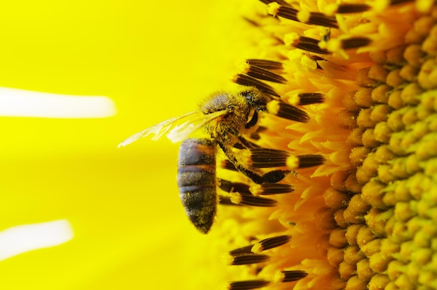 abelha na flor