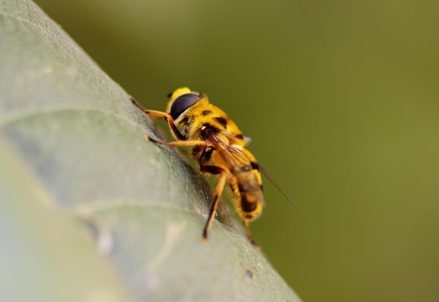 Abelha na folha (macro)