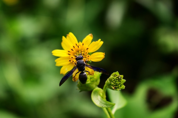 Abelha negra na flor