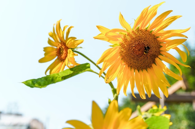 Abelha no girassol, polinização de plantas