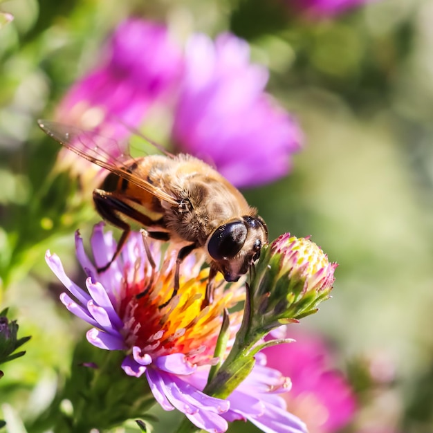 Abelha operária em flores de áster rosa no jardim de outono