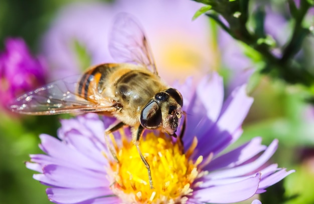 Abelha operária em flores de áster Sapphire Mist no jardim de outono