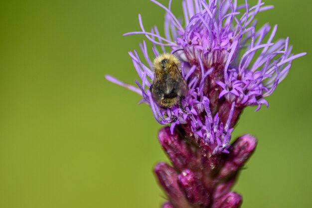 Abelha poliniza a flor no jardim de verão