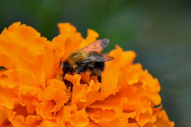 abelha poliniza a flor no jardim