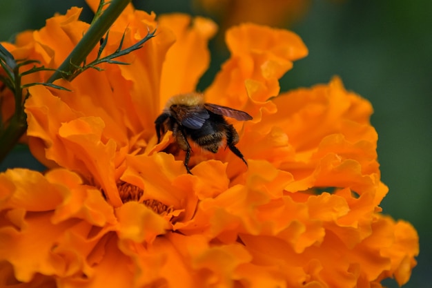 abelha poliniza a flor no jardim