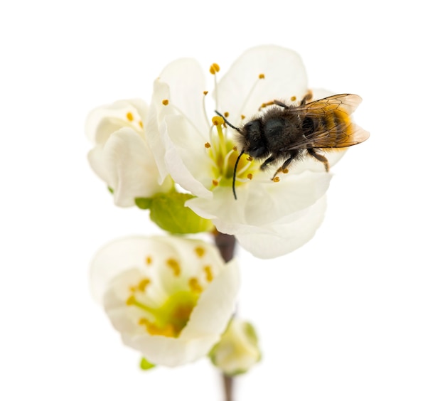 Abelha polinizando uma flor - apis mellifera, isolada no branco