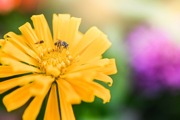 Abelha que poliniza a flor colorida vermelha ou amarela magenta do zinnia.