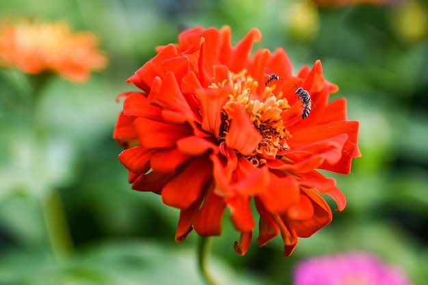 Abelha que poliniza a flor colorida vermelha ou amarela magenta do zinnia.