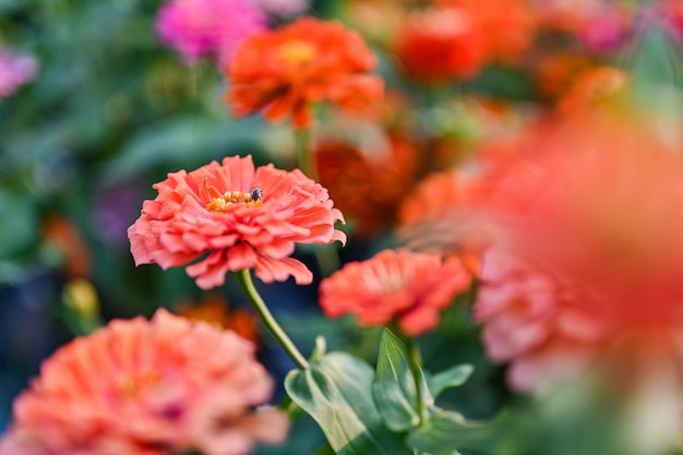 Abelha que poliniza a flor colorida vermelha ou amarela magenta do zinnia.