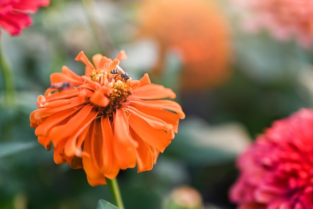 Abelha que poliniza a flor colorida vermelha ou amarela magenta do zinnia.