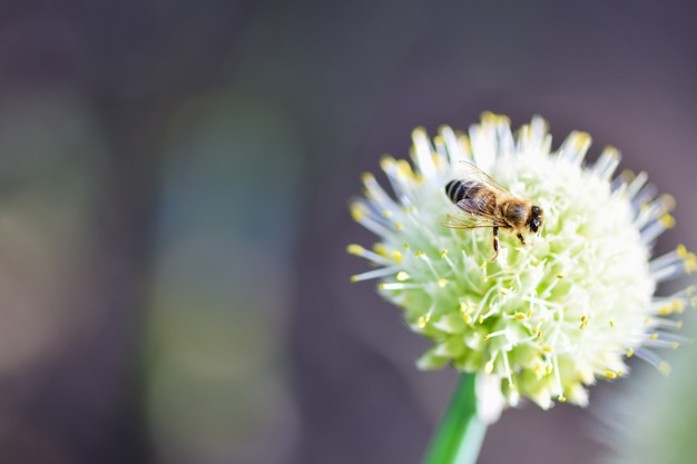 Abelha que senta-se em uma flor da cebola no jardim. Fotografia horizontal