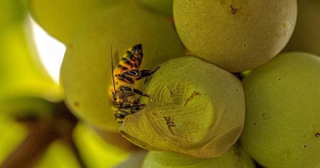 Abelha se alimentando de uma uva perto da colheita com foco seletivo desfocado