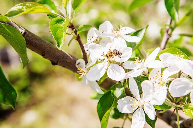 Abelha sentada em uma flor de uma macieira em flor