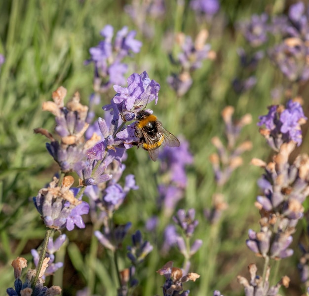 Abelha sugando néctar de lavanda