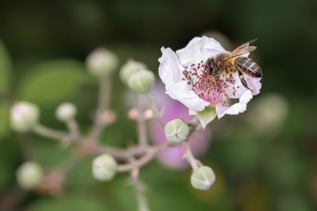 Abelha sugando o néctar de uma flor.