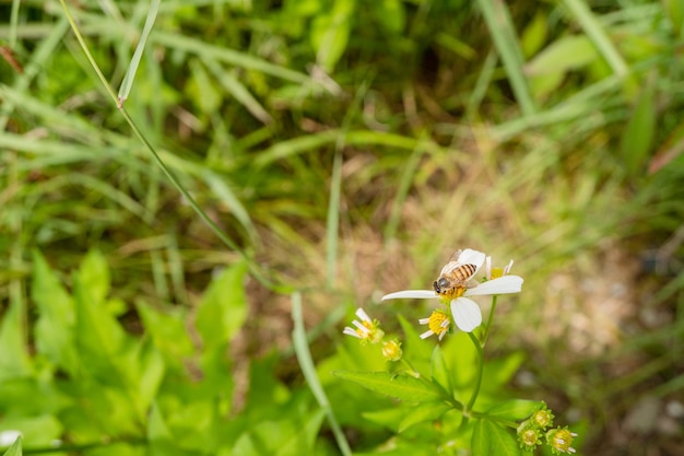 Abelha toma néctar na flor do prado durante o dia