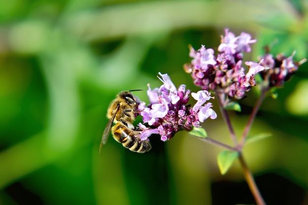 Abelha trabalhadora coleta néctar da flor rosa contra as folhas verdes do orégano