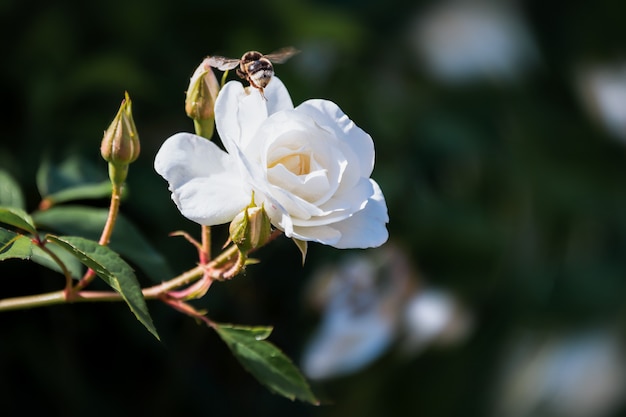 Abelha voa na flor rosa branca florescendo