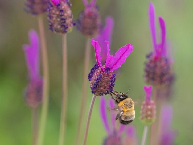 Foto abelha voadora anthophora hispanica córdoba espanha