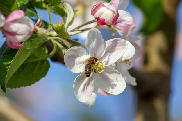 Abelha voadora coletando pólen da flor da árvore Abelha em voo sobre o fundo da primavera