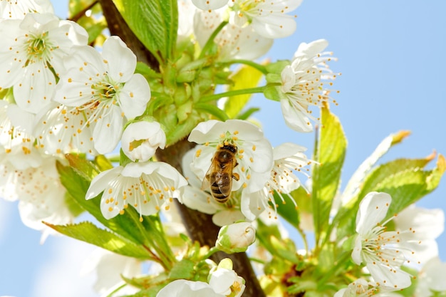 Abelha voadora coletando pólen de abelha da flor de macieira Abelha coletando mel