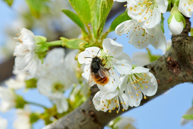 Abelha voadora coletando pólen de abelha da flor de macieira Abelha coletando mel