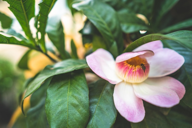 Abelha voando em direção à flor rosa.