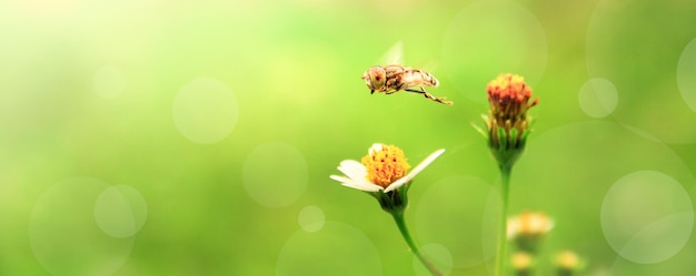 abelha voando em flor no cenário de primavera