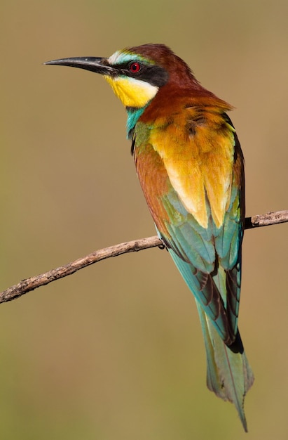 Abelhador Europeu Merops apiaster De manhã cedo, um pássaro senta-se em um antigo retrato de galho seco