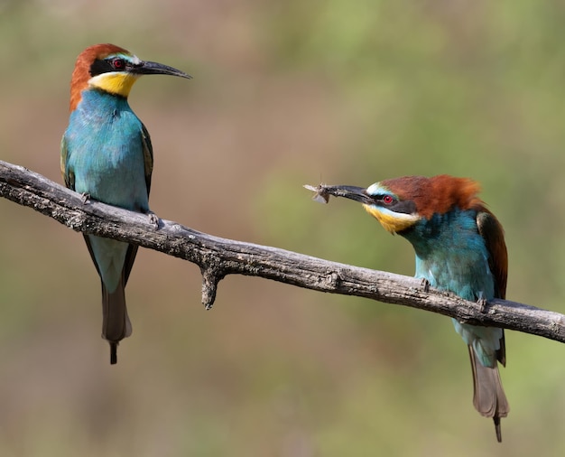 Abelhador europeu Merops apiaster O macho dá sua presa fêmea