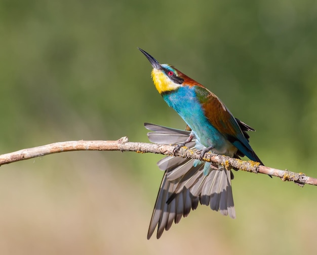 Abelhador europeu merops apiaster Um pássaro de manhã cedo senta-se em um galho seco Pássaro estica as asas