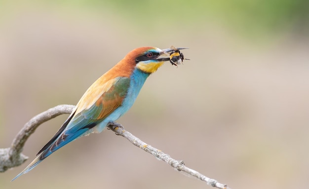 Abelhador europeu Merops apiaster Um pássaro segura sua presa em seu bico