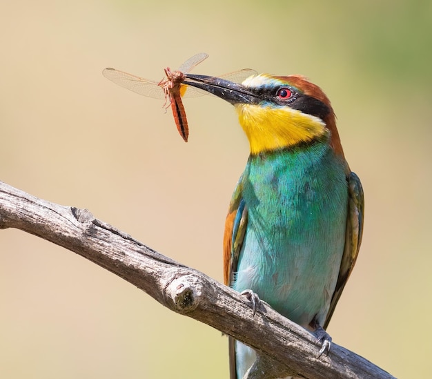 Abelhador europeu Merops apiaster Um pássaro segura uma libélula em seu bico Closeup