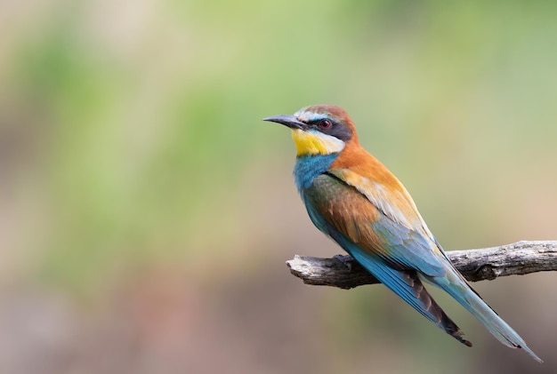 Abelhador europeu Merops apiaster Um pássaro senta-se em um galho contra um belo fundo desfocado